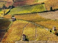 DIMANCHE 22 AVRIL 2018 : DECOUVERTE DE LA VIE BEAUJOLAISE